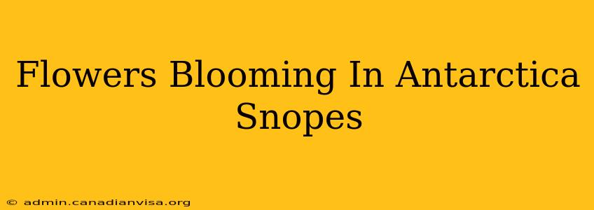 Flowers Blooming In Antarctica Snopes